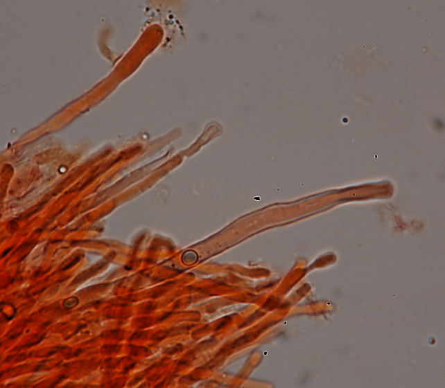 Fotoreportage di uno Stereum (credo!) (Stereum gausapatum)